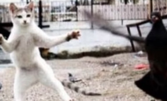 鳥と戯れる猫