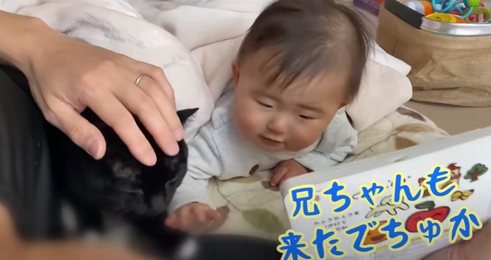 頭を撫でらえる猫(兄ちゃんも来たでちゅか)