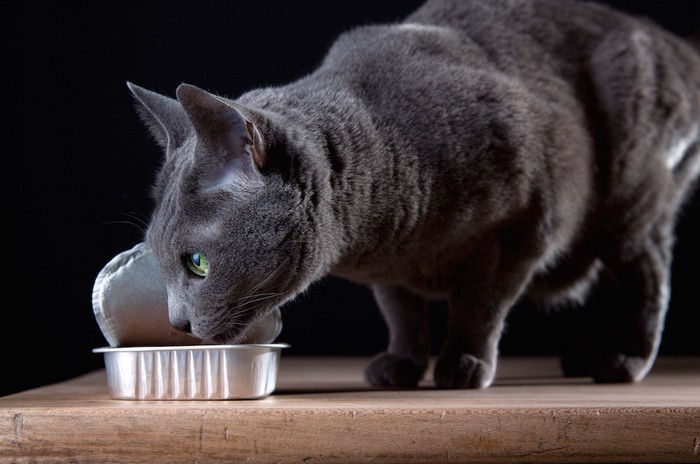 ウェットフードを食べる猫