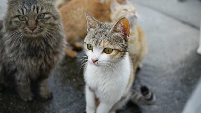 集まる猫