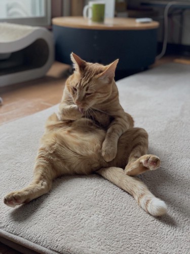 おっさん座りの茶トラ猫