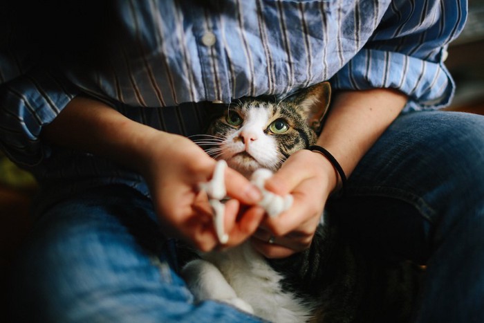 飼い主に押さえつけられて爪切りされている猫