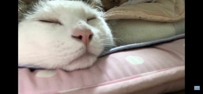 眠る猫