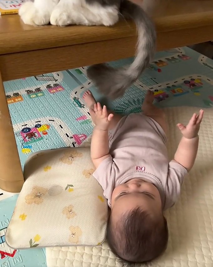 下げる猫