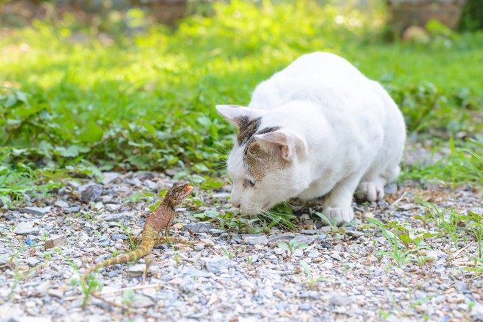 トカゲを食べたい猫