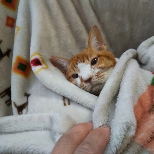 毛布にくるまれている猫