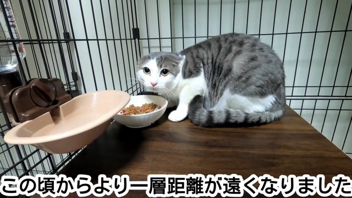 怖がる猫