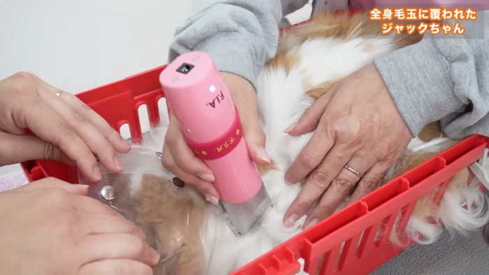 バリカンで刈られる猫