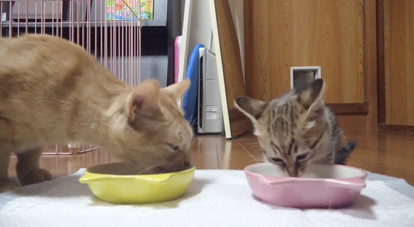 一緒にご飯を食べる2匹の猫