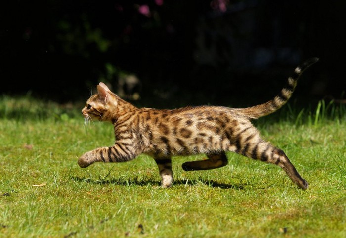 草むらを歩く猫