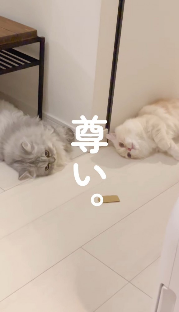 向かい合って横になる猫「尊い。」の文字