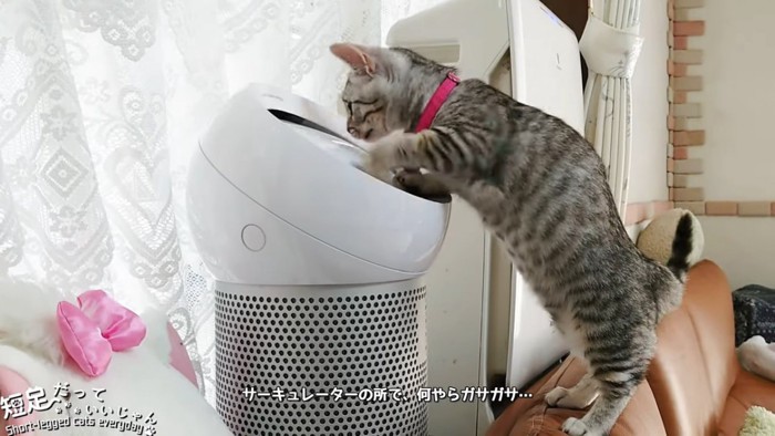 サーキュレーターに前足をかけて立つ猫