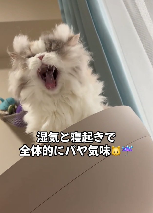 あくびする猫