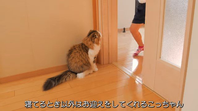 ドアから入ってくる女の子を見上げる猫