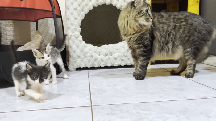 怖がる猫