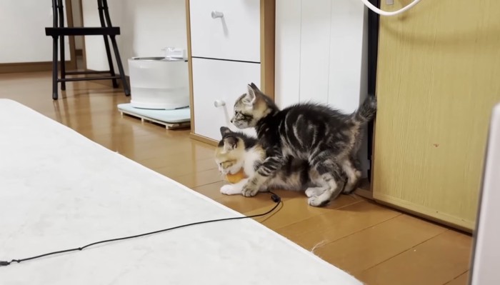 覆いかぶさるミックスくん