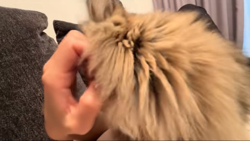 爪に顔をスリスリする猫3