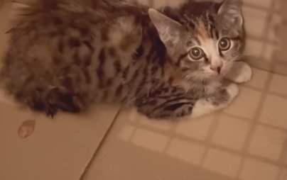 見上げる子猫