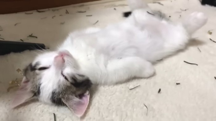 仰向けになって眠たくなる猫