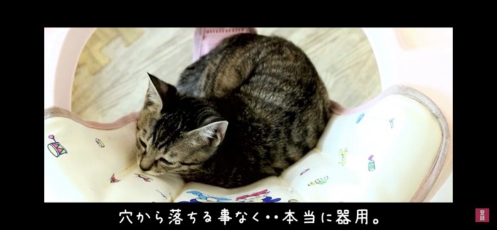 丸まる猫