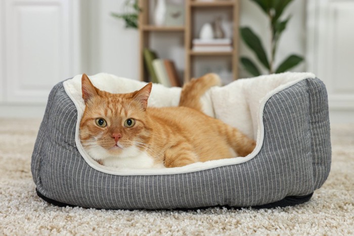 猫ベッドにいる茶白猫