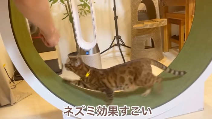 おもちゃを追いかけて走る猫