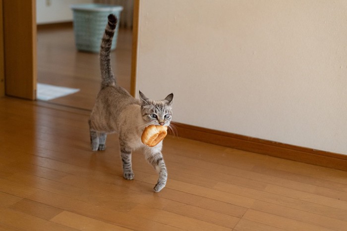 パンをくわえ軽快に歩く猫