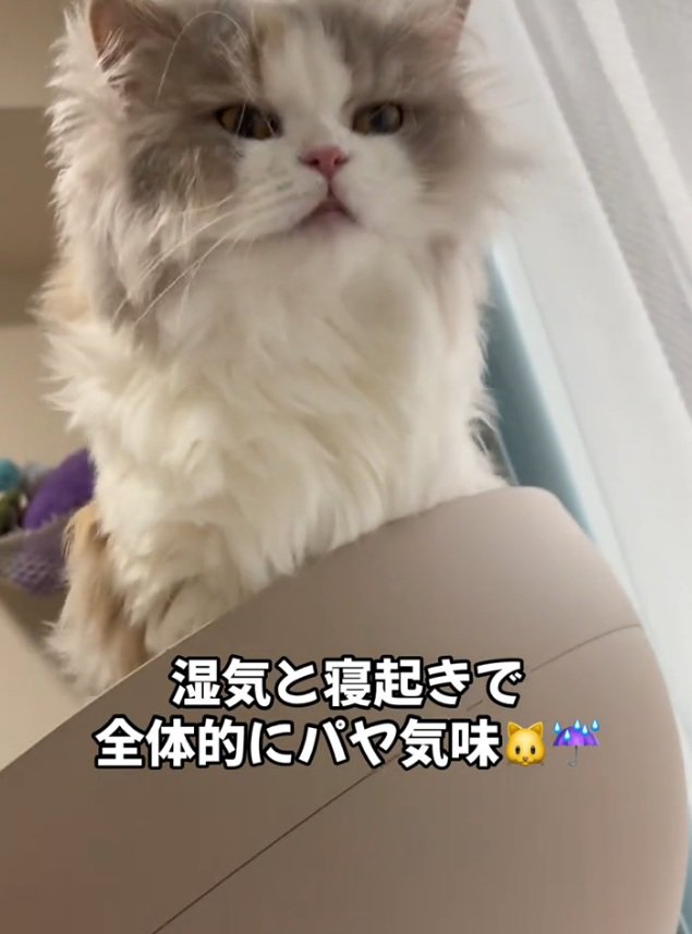寝起きの猫