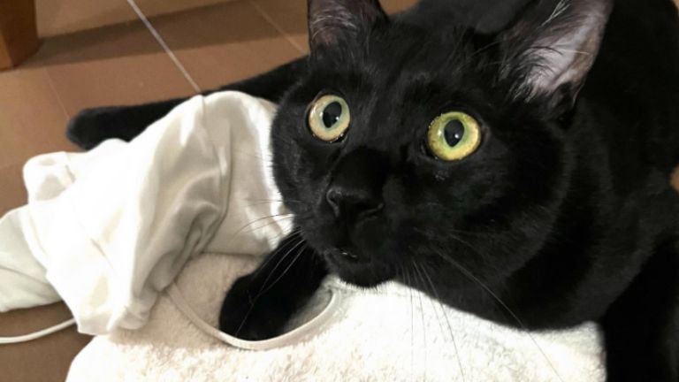 室内にいる猫