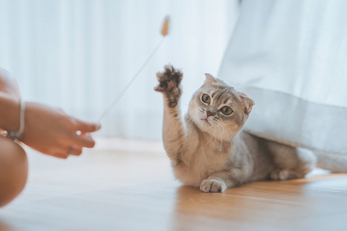 前足をあげる猫