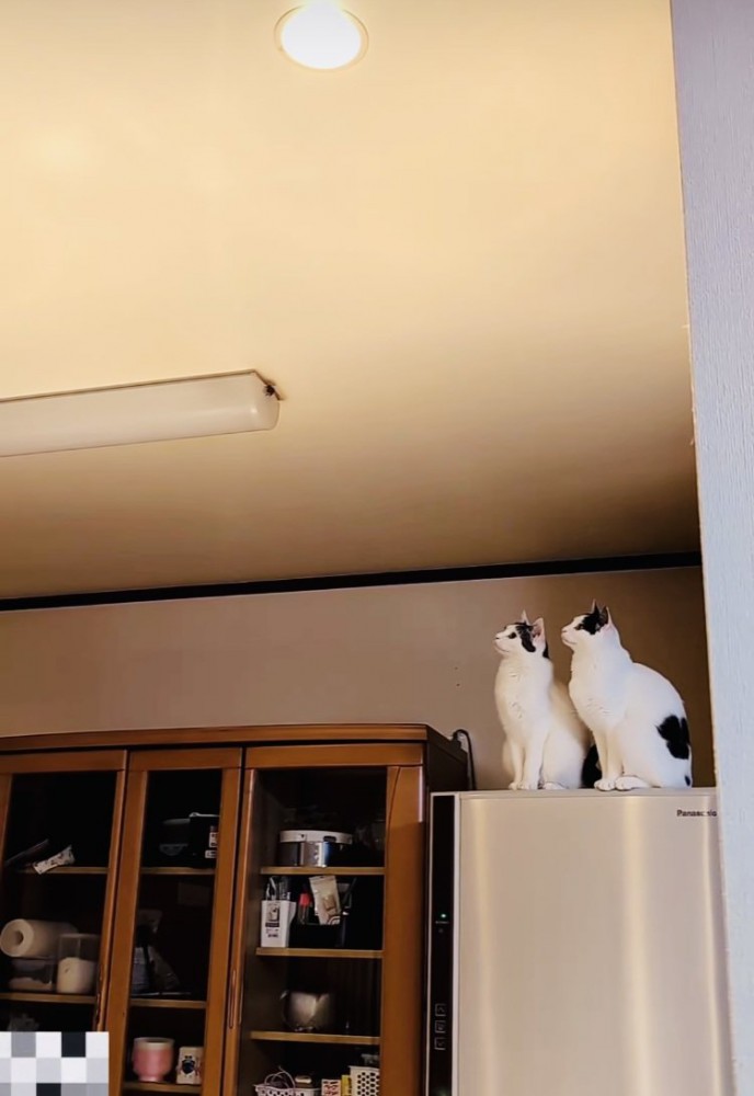 天井を這うGを見上げる2匹の白黒猫