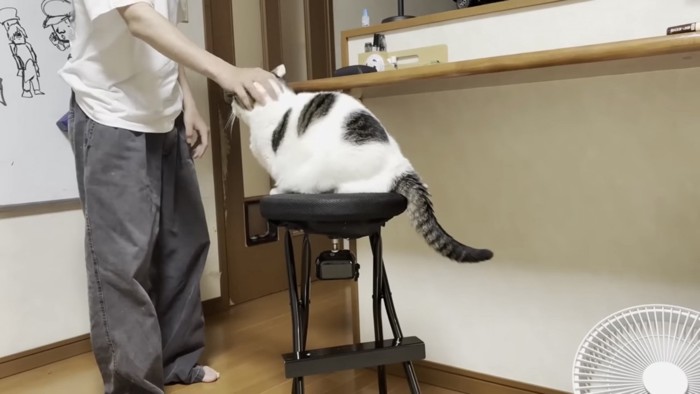 撫でられる猫の写真1