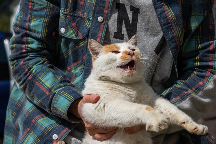 持ち上げて嫌がる猫