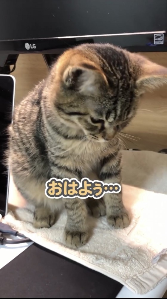 うつむく子猫