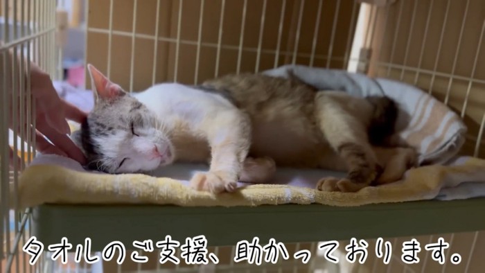 ママに撫でられながら眠る保護猫