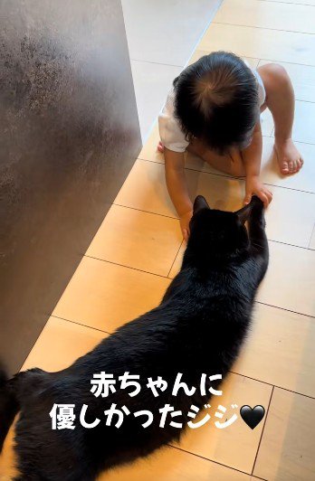 床に寝そべっている猫と座っている赤ちゃん
