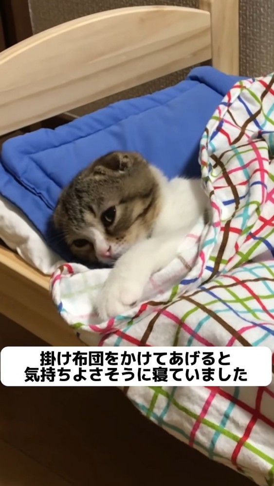 猫用ベッドでくつろぐ子猫