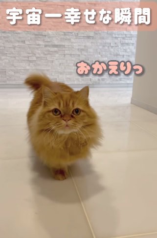 お出迎え猫