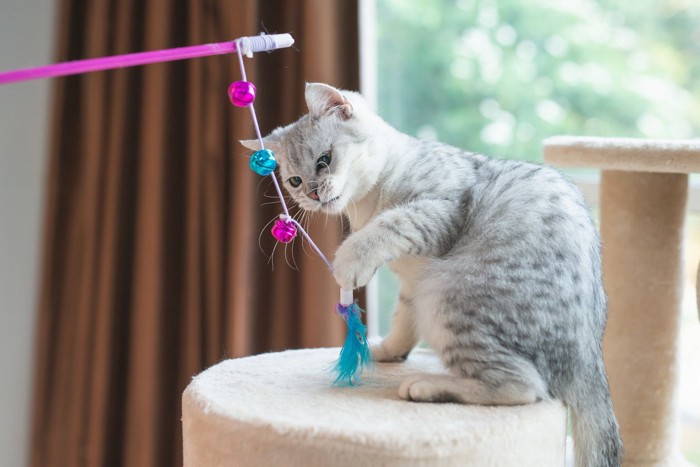 おもちゃで遊ぶ子猫