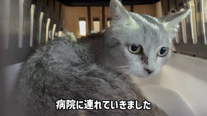 キャリーの中にいる猫