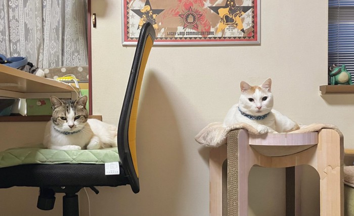 くつろぐ猫2匹