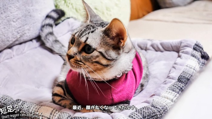 画面左を見る猫