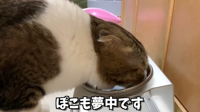 食事中の猫