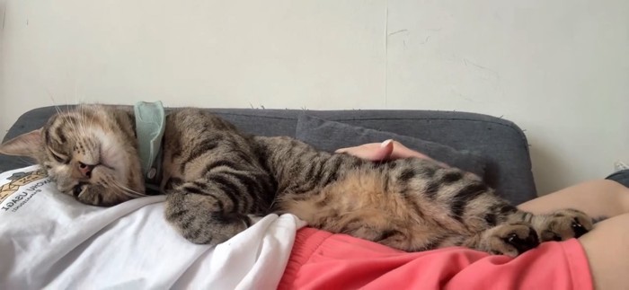 人のお腹の上で寝る猫
