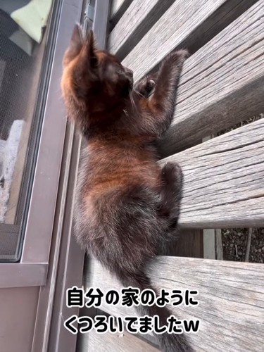 縁台の上に座る子猫