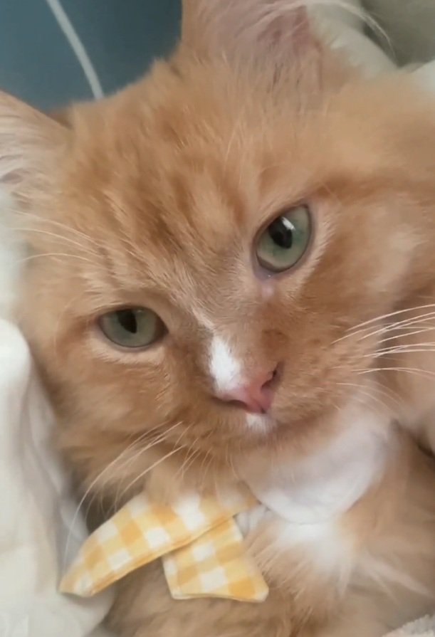 くつろぐ猫