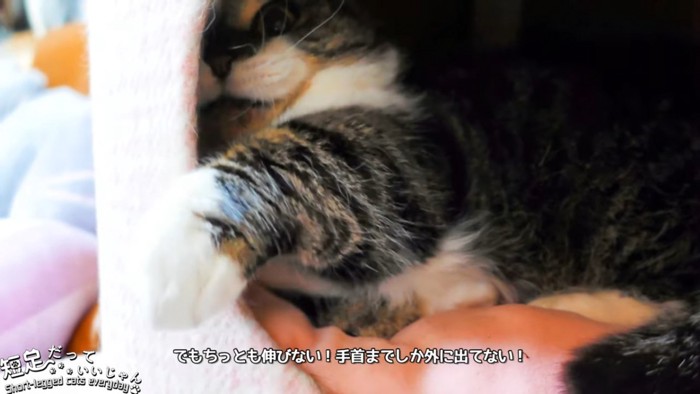 前足を伸ばす猫