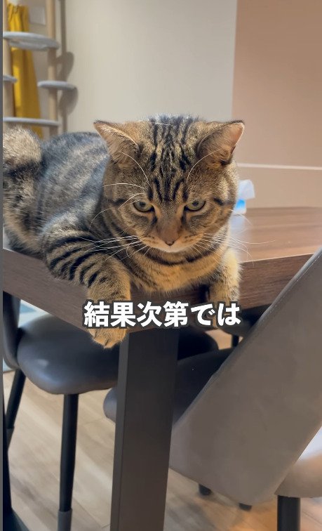 テーブルの上から睨む猫