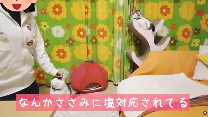 テロップ「なんかささみに～」