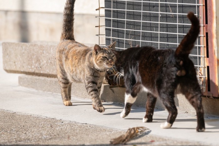 挨拶する猫